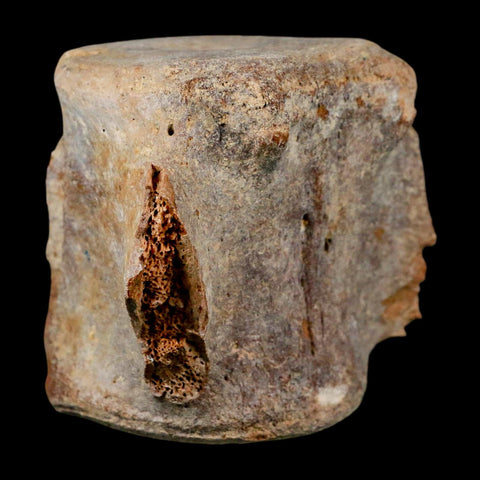 3.4" Basilosaurus Vertebrae Fossil Prehistoric Whale 34 Mil Yrs Old Late Eocene COA - Fossil Age Minerals