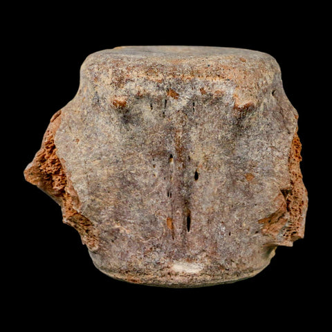 3.4" Basilosaurus Vertebrae Fossil Prehistoric Whale 34 Mil Yrs Old Late Eocene COA - Fossil Age Minerals