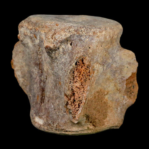 3.4" Basilosaurus Vertebrae Fossil Prehistoric Whale 34 Mil Yrs Old Late Eocene COA - Fossil Age Minerals