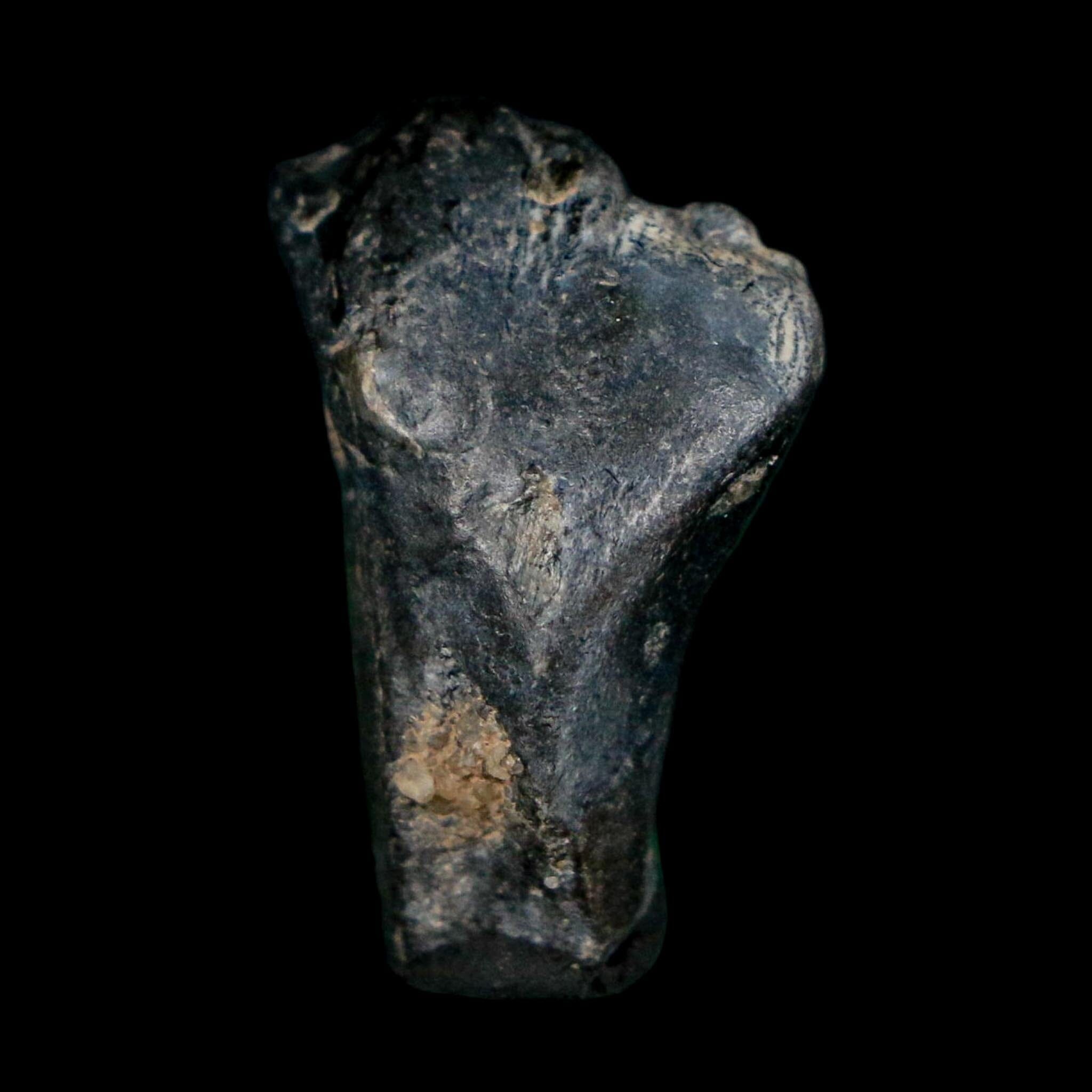 0.9" Ouranosaurus Fossil Tooth Cretaceous Age Iguanodontid Dinosaur Niger