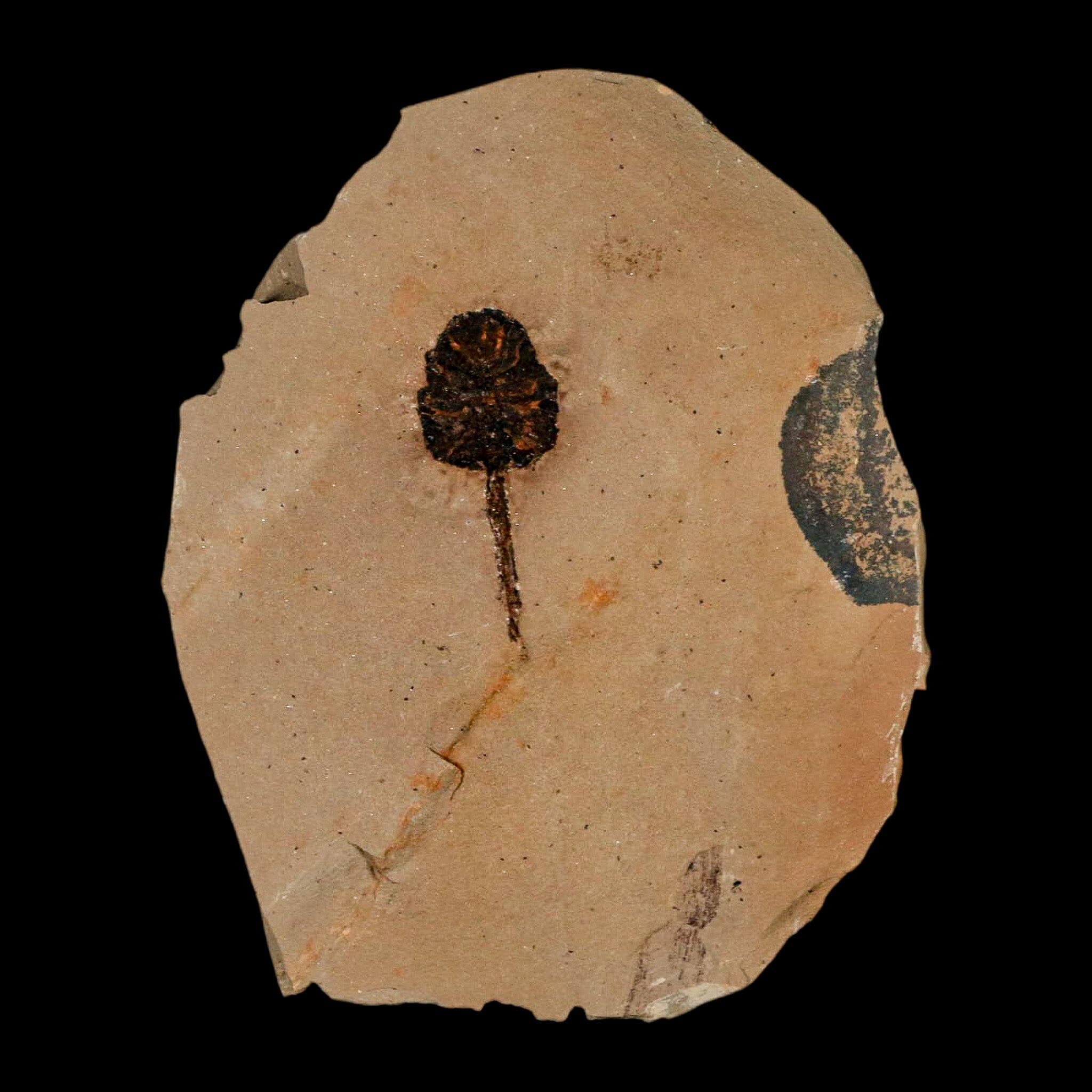 1.2" Rare Fossil Pistillate Cone Metasequoia Dawn Redwood Oligocene Age MT COA - Fossil Age Minerals