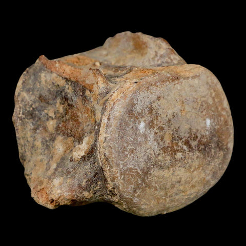 3.9" Basilosaurus Vertebrae Fossil Prehistoric Whale 34 Mil Yrs Old Late Eocene COA - Fossil Age Minerals