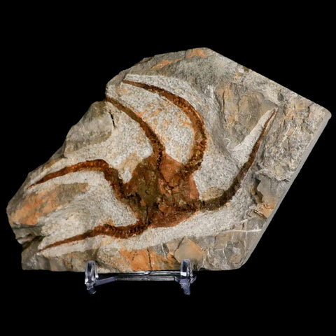 4.5" Brittlestar Ophiura Sp Starfish Fossil Ordovician Age Morocco COA & Stand - Fossil Age Minerals