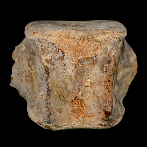 3.9" Basilosaurus Vertebrae Fossil Prehistoric Whale 34 Mil Yrs Old Late Eocene COA - Fossil Age Minerals