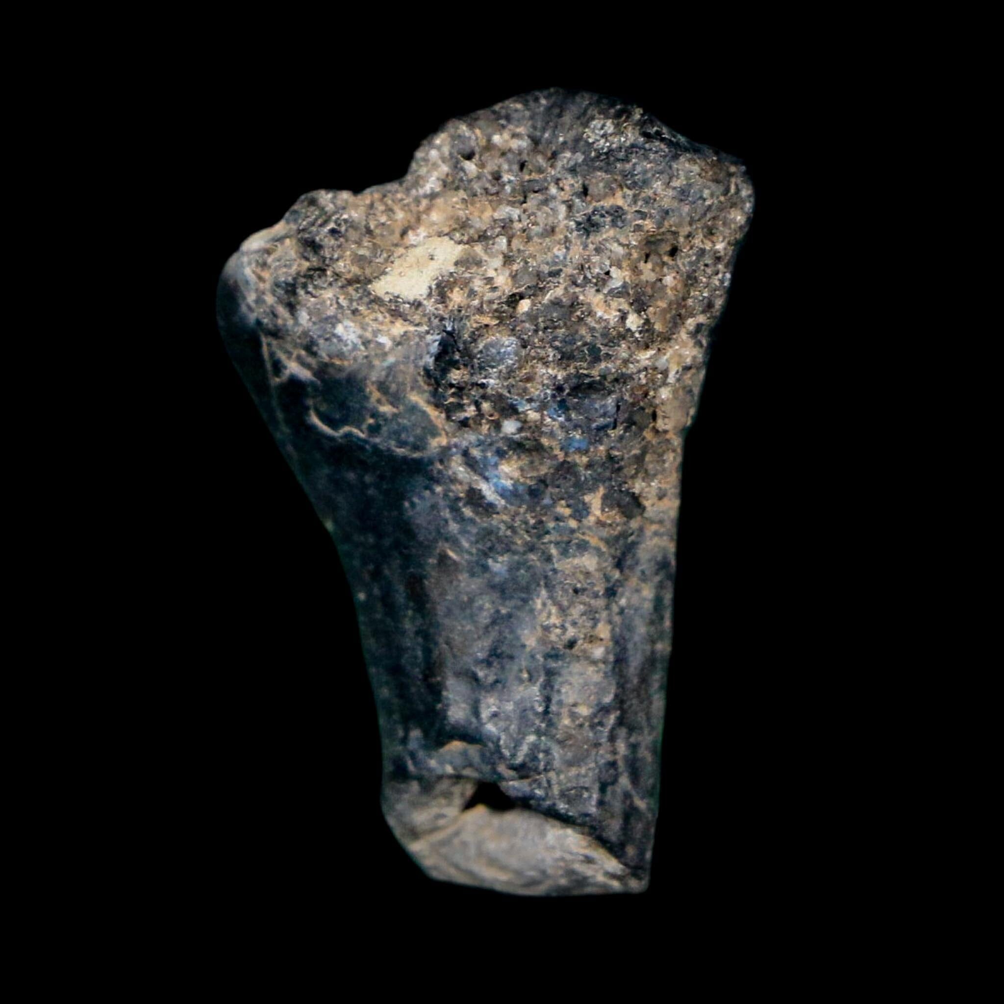 0.9" Ouranosaurus Fossil Tooth Cretaceous Age Iguanodontid Dinosaur Niger