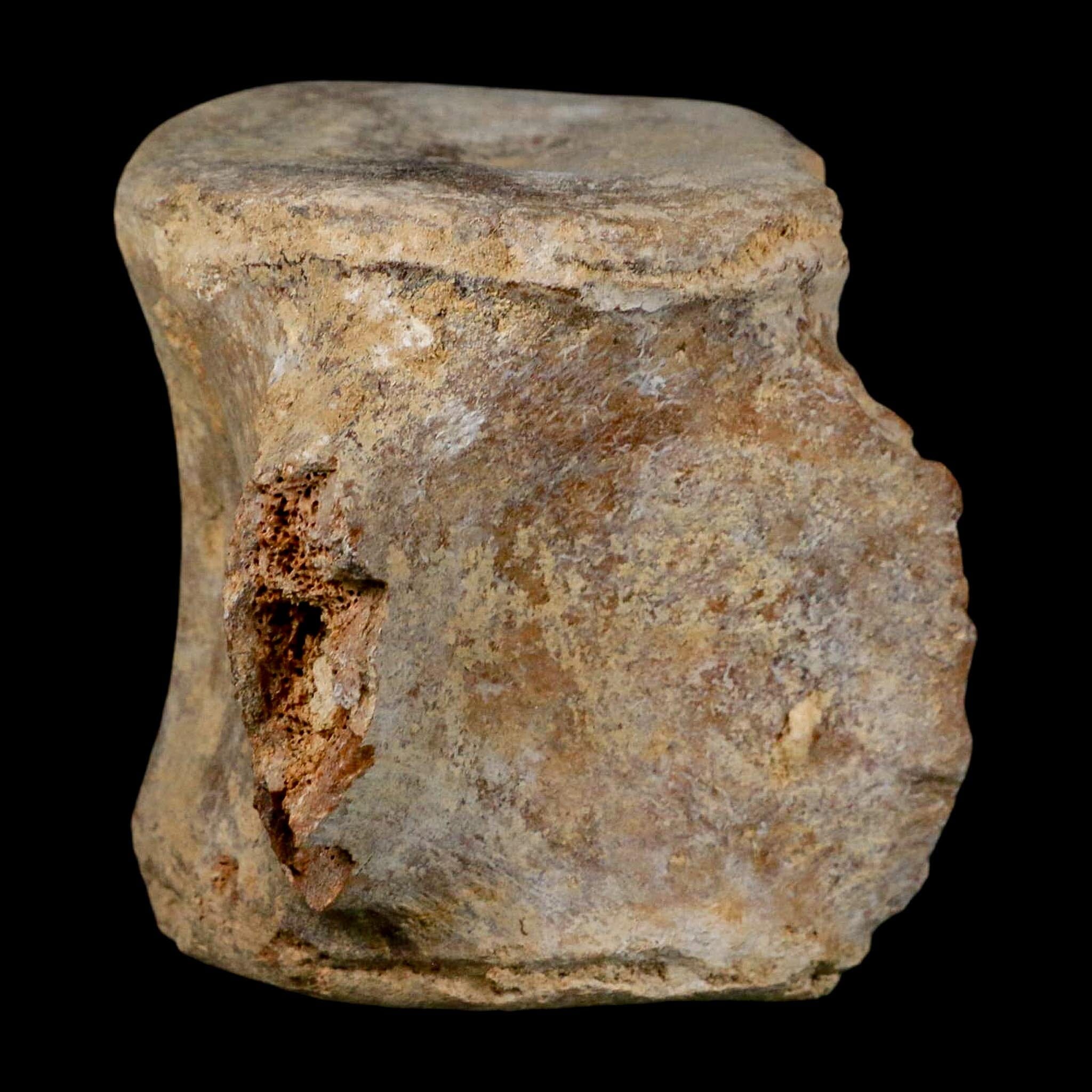 3.9" Basilosaurus Vertebrae Fossil Prehistoric Whale 34 Mil Yrs Old Late Eocene COA - Fossil Age Minerals