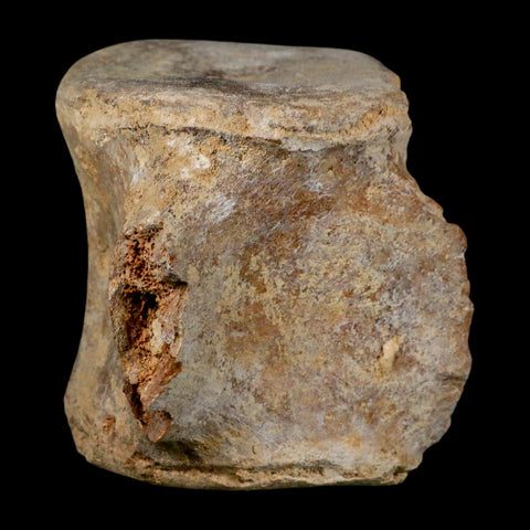 3.9" Basilosaurus Vertebrae Fossil Prehistoric Whale 34 Mil Yrs Old Late Eocene COA - Fossil Age Minerals