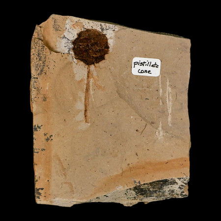 1.6" Rare Fossil Pistillate Cone Metasequoia Dawn Redwood Oligocene Age MT COA