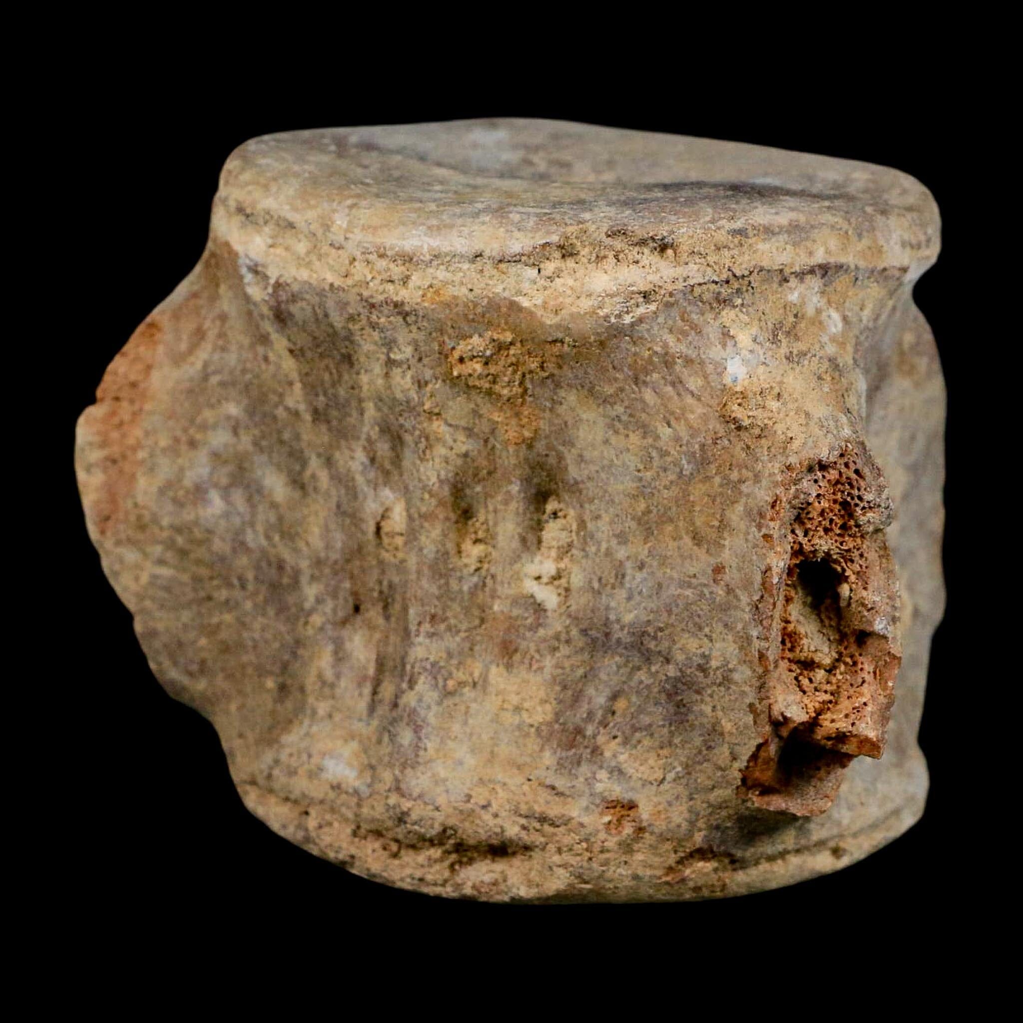 3.9" Basilosaurus Vertebrae Fossil Prehistoric Whale 34 Mil Yrs Old Late Eocene COA - Fossil Age Minerals