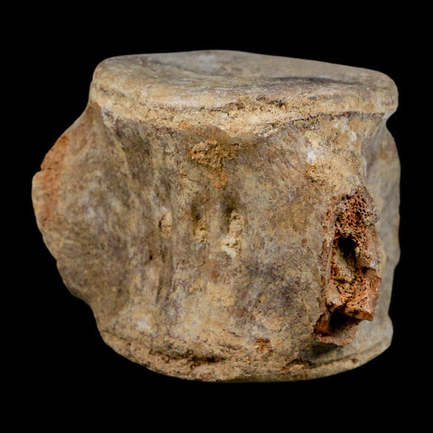 3.9" Basilosaurus Vertebrae Fossil Prehistoric Whale 34 Mil Yrs Old Late Eocene COA - Fossil Age Minerals