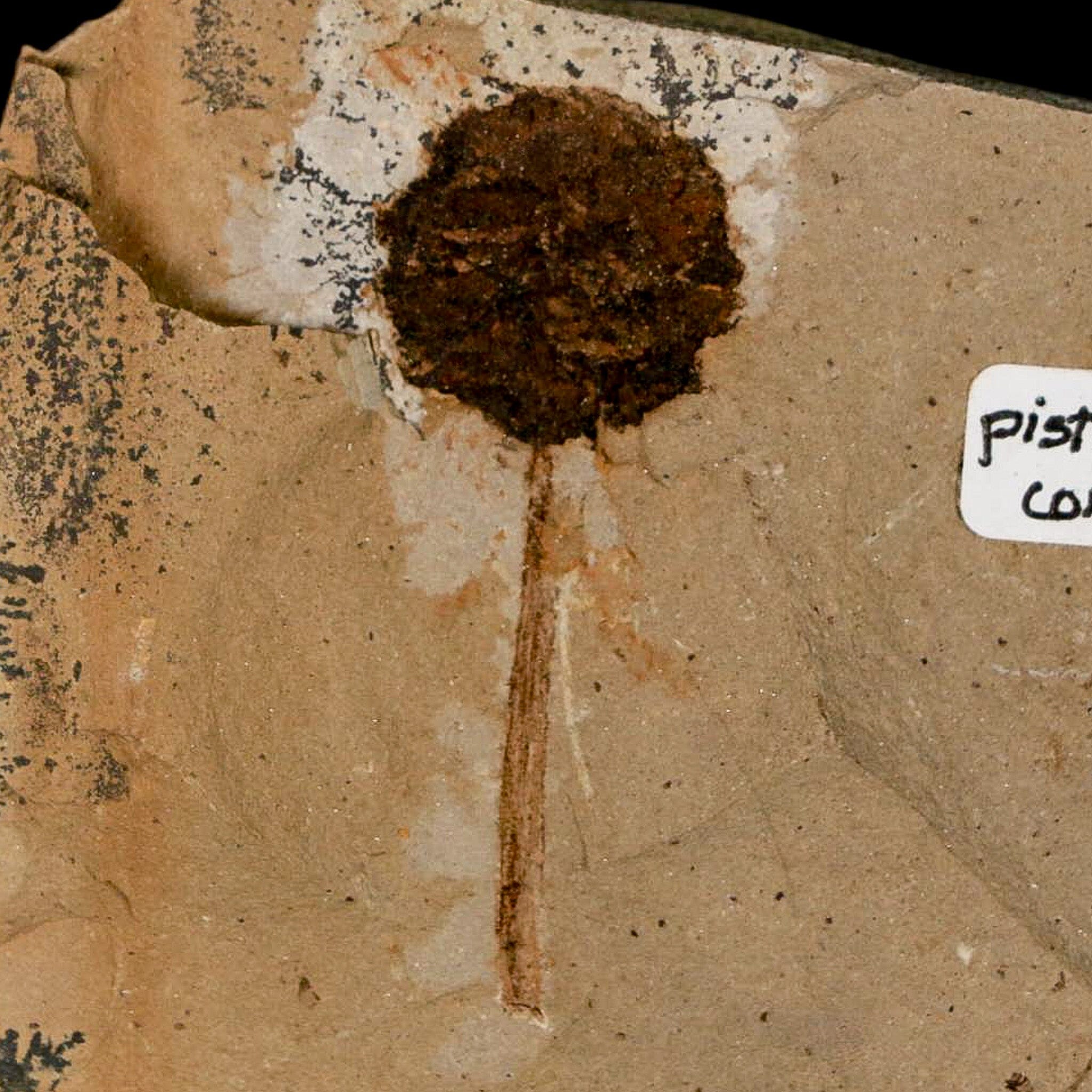 1.6" Rare Fossil Pistillate Cone Metasequoia Dawn Redwood Oligocene Age MT COA - Fossil Age Minerals