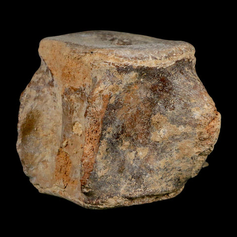 3.9" Basilosaurus Vertebrae Fossil Prehistoric Whale 34 Mil Yrs Old Late Eocene COA - Fossil Age Minerals