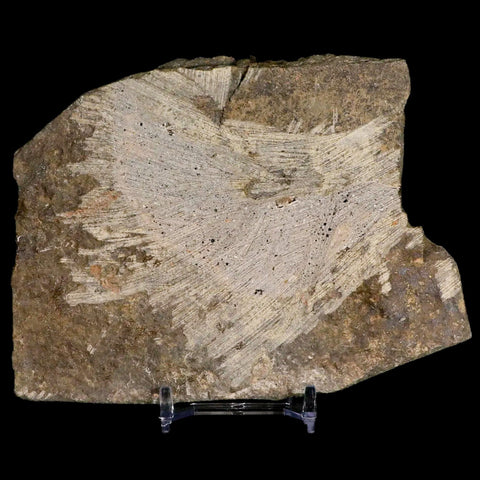 4.7" Brittlestar Ophiura Sp Starfish Fossil Ordovician Age Morocco COA & Stand - Fossil Age Minerals