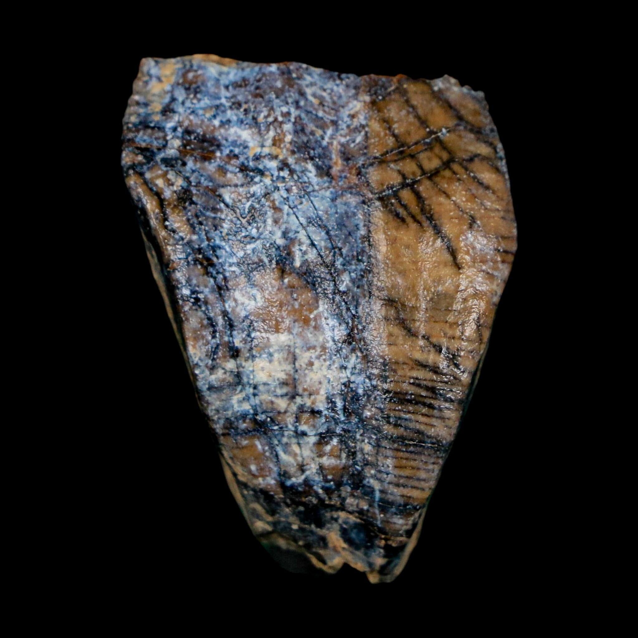 1.3" Ouranosaurus Fossil Tooth Cretaceous Age Iguanodontid Dinosaur Niger
