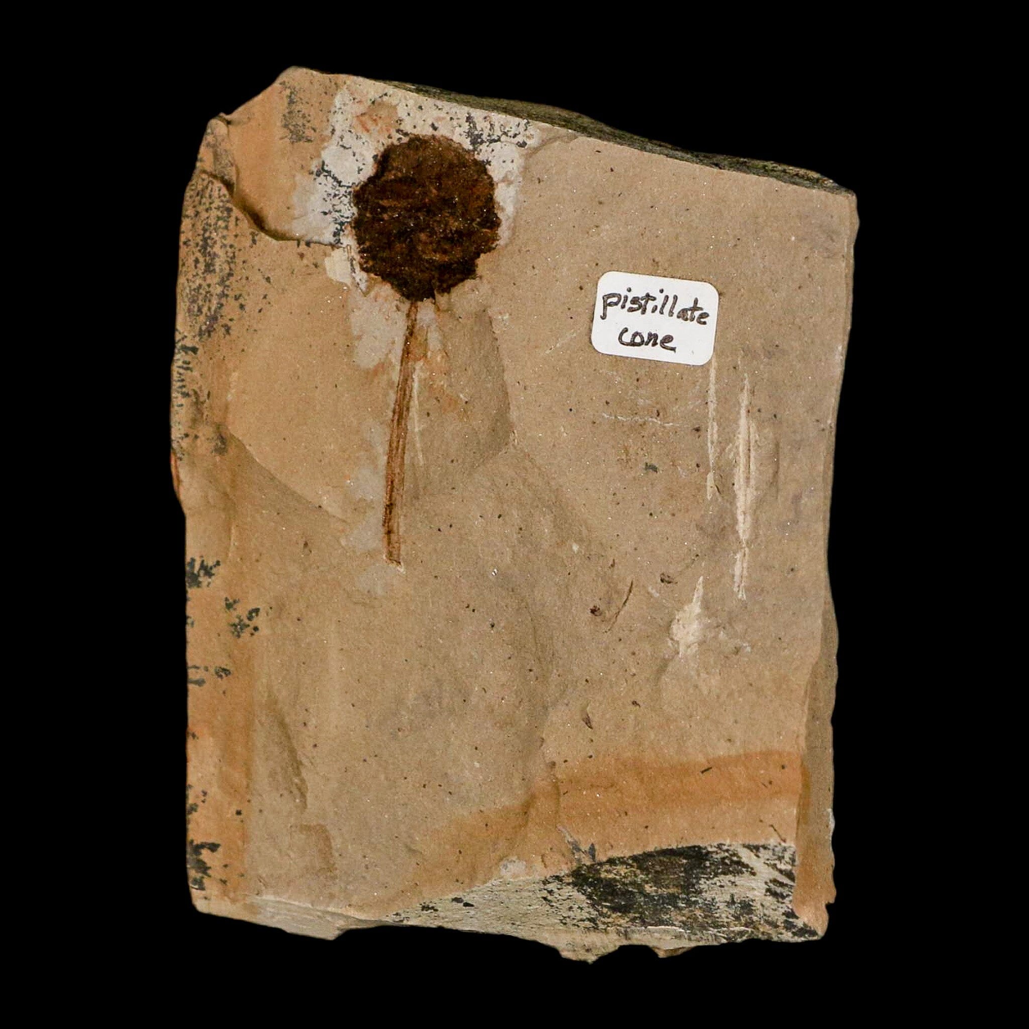 1.6" Rare Fossil Pistillate Cone Metasequoia Dawn Redwood Oligocene Age MT COA - Fossil Age Minerals