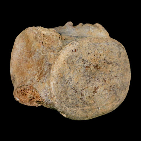 3.4" Basilosaurus Vertebrae Fossil Prehistoric Whale 34 Mil Yrs Old Late Eocene COA - Fossil Age Minerals