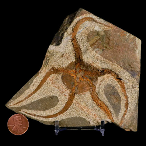 3.9" Brittlestar Ophiura Sp Starfish Fossil Ordovician Age Morocco COA & Stand - Fossil Age Minerals