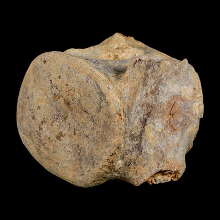 3.4" Basilosaurus Vertebrae Fossil Prehistoric Whale 34 Mil Yrs Old Late Eocene COA