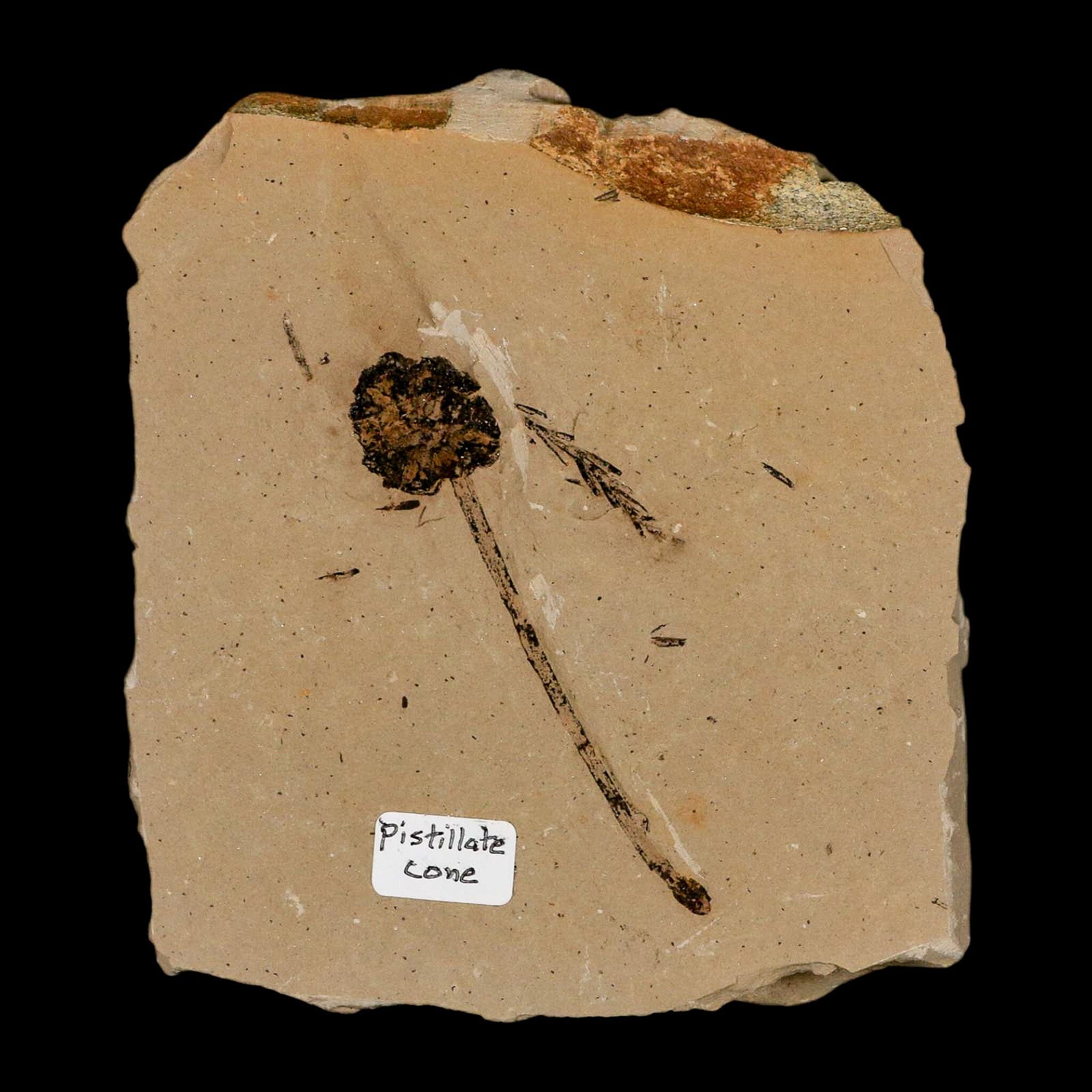 2.8" Rare Fossil Pistillate Cone Metasequoia Dawn Redwood Oligocene Age MT COA - Fossil Age Minerals