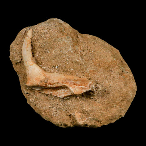 XL 2.3" Saber Toothed Herring Fossil Fang Tooth Enchodus Libycus Cretaceous Age - Fossil Age Minerals