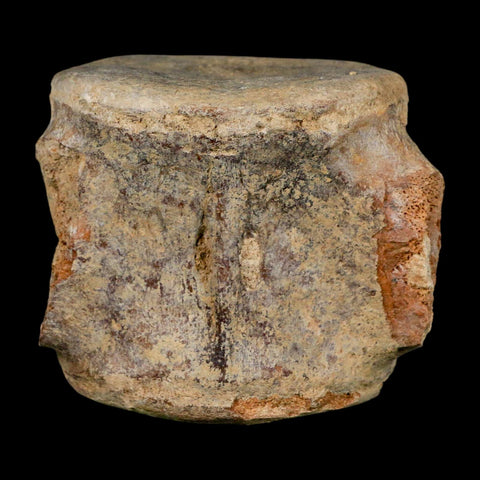 3.4" Basilosaurus Vertebrae Fossil Prehistoric Whale 34 Mil Yrs Old Late Eocene COA - Fossil Age Minerals