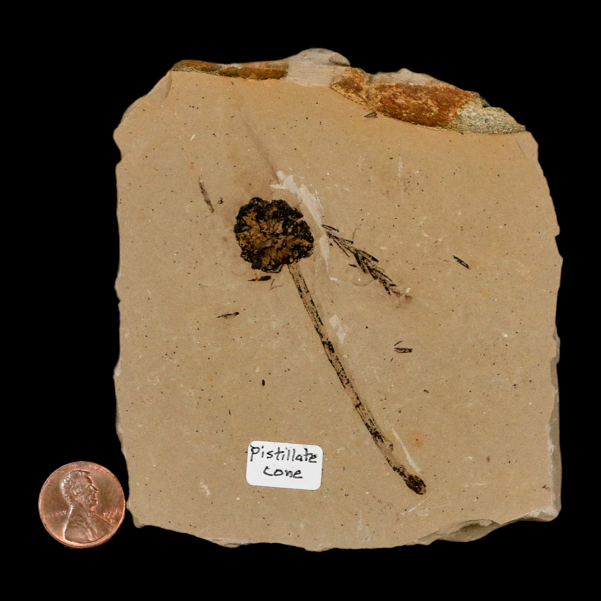 2.8" Rare Fossil Pistillate Cone Metasequoia Dawn Redwood Oligocene Age MT COA - Fossil Age Minerals