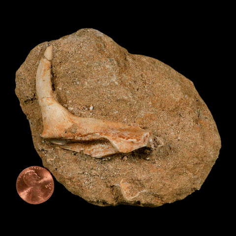 XL 2.3" Saber Toothed Herring Fossil Fang Tooth Enchodus Libycus Cretaceous Age - Fossil Age Minerals