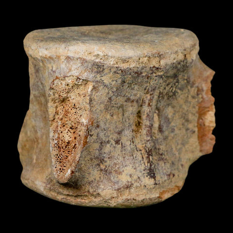 3.4" Basilosaurus Vertebrae Fossil Prehistoric Whale 34 Mil Yrs Old Late Eocene COA - Fossil Age Minerals