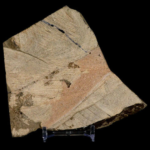3.9" Brittlestar Ophiura Sp Starfish Fossil Ordovician Age Morocco COA & Stand - Fossil Age Minerals
