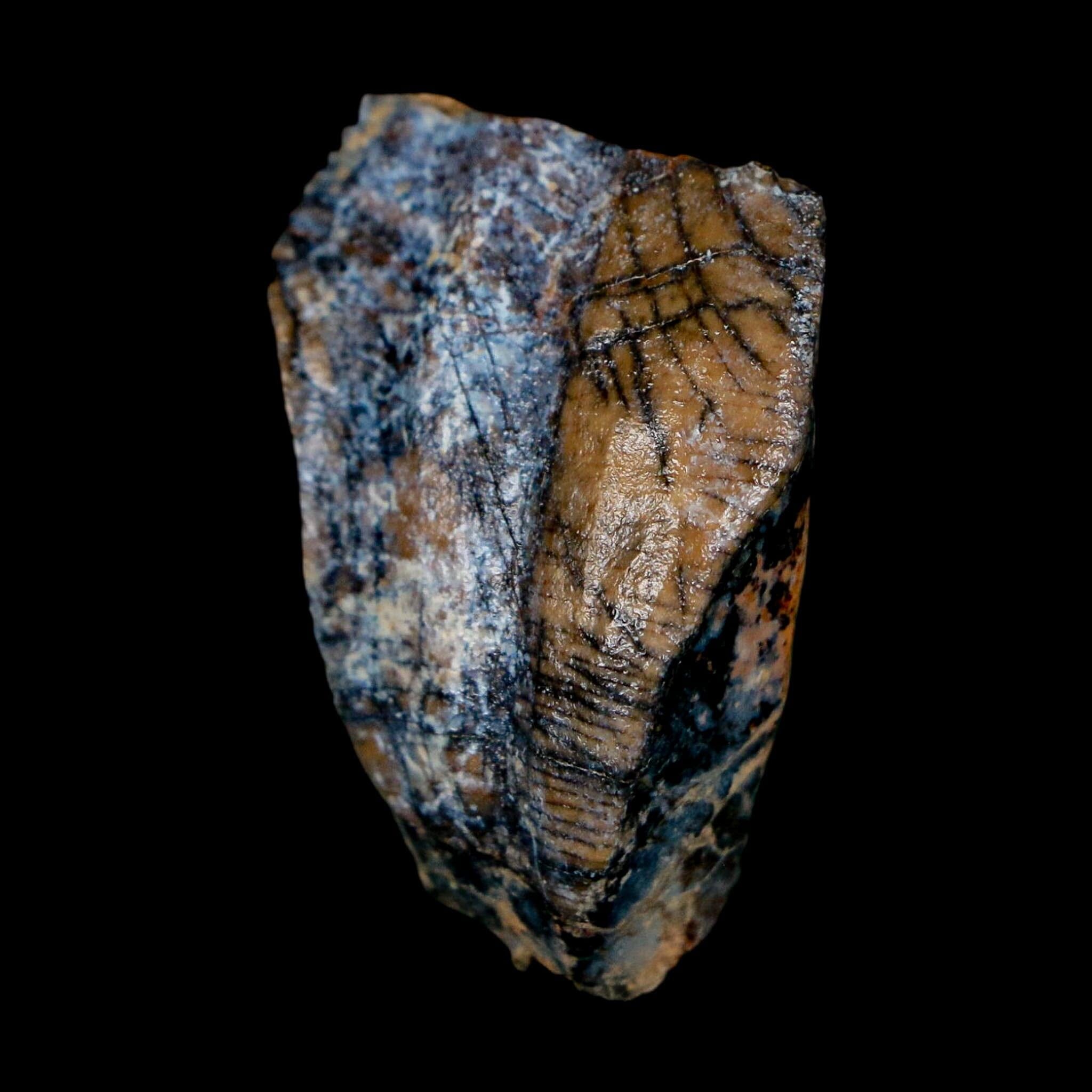 1.3" Ouranosaurus Fossil Tooth Cretaceous Age Iguanodontid Dinosaur Niger