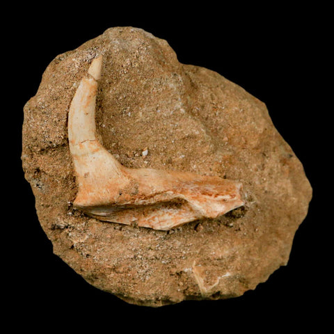 XL 2.3" Saber Toothed Herring Fossil Fang Tooth Enchodus Libycus Cretaceous Age - Fossil Age Minerals