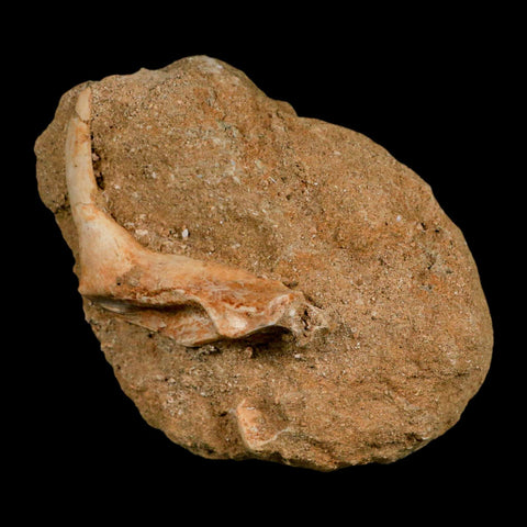 XL 2.3" Saber Toothed Herring Fossil Fang Tooth Enchodus Libycus Cretaceous Age - Fossil Age Minerals