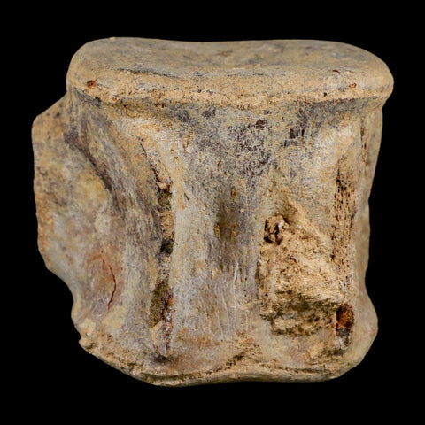 3.4" Basilosaurus Vertebrae Fossil Prehistoric Whale 34 Mil Yrs Old Late Eocene COA - Fossil Age Minerals