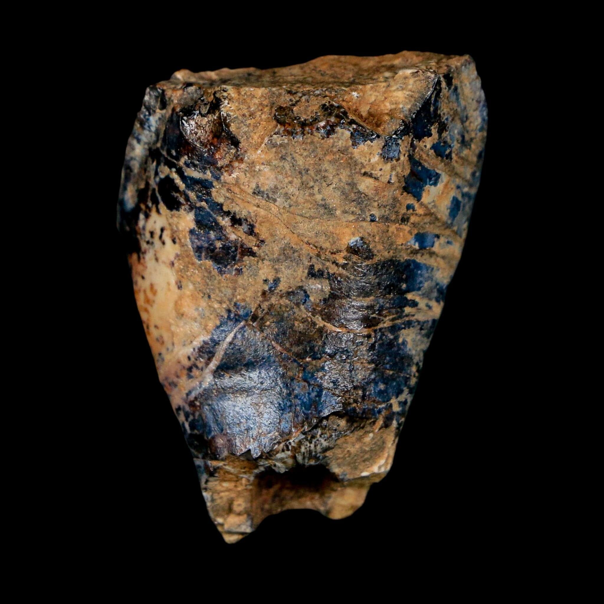 1.3" Ouranosaurus Fossil Tooth Cretaceous Age Iguanodontid Dinosaur Niger