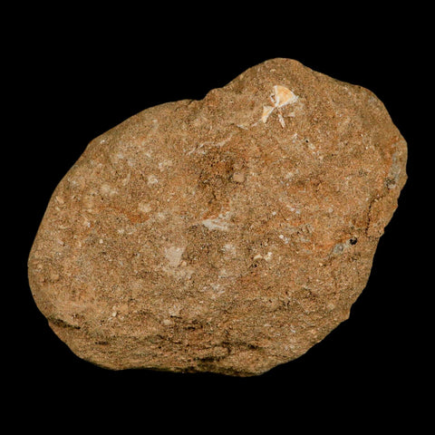 XL 2.3" Saber Toothed Herring Fossil Fang Tooth Enchodus Libycus Cretaceous Age - Fossil Age Minerals