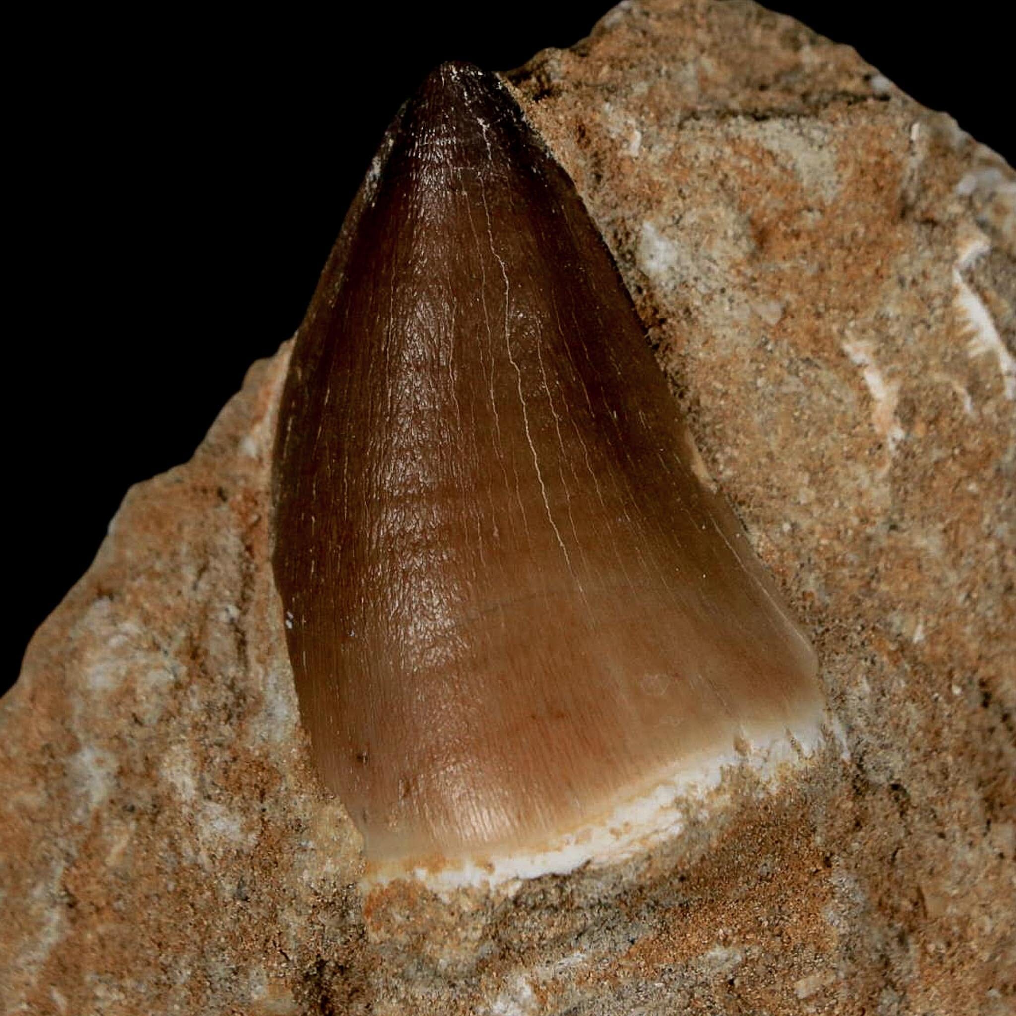 1.6" Mosasaur Prognathodon Fossil Tooth In Matrix Cretaceous Dinosaur Era COA - Fossil Age Minerals