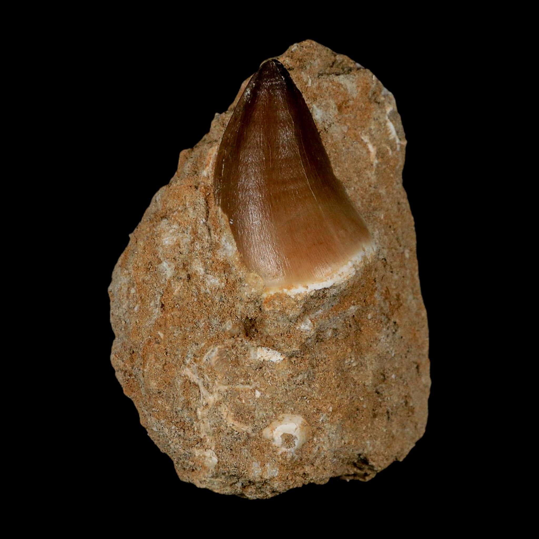 1.6" Mosasaur Prognathodon Fossil Tooth In Matrix Cretaceous Dinosaur Era COA - Fossil Age Minerals