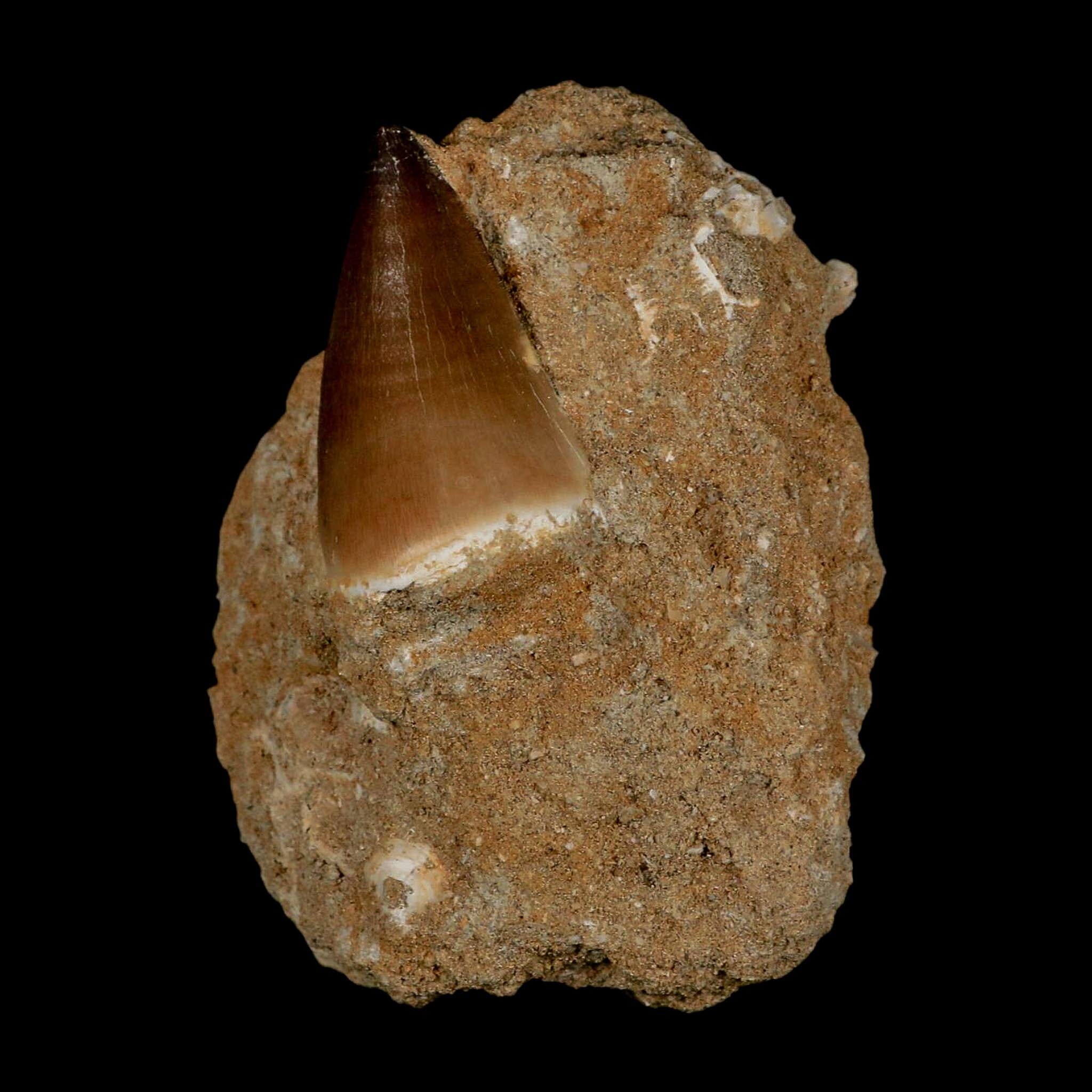 1.6" Mosasaur Prognathodon Fossil Tooth In Matrix Cretaceous Dinosaur Era COA - Fossil Age Minerals