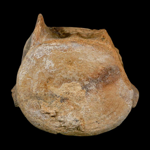 3.3" Basilosaurus Vertebrae Fossil Prehistoric Whale 34 Mil Yrs Old Late Eocene COA - Fossil Age Minerals