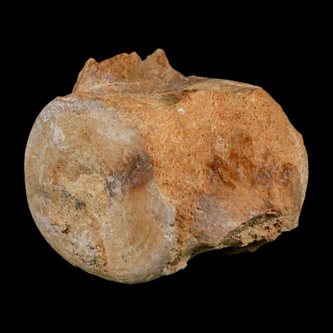 3.3" Basilosaurus Vertebrae Fossil Prehistoric Whale 34 Mil Yrs Old Late Eocene COA - Fossil Age Minerals