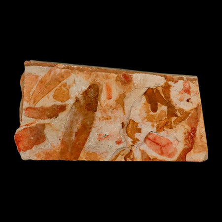 5.5" Detailed Glossopteris Browniana Fossil Plant Leaves Permian Age Australia