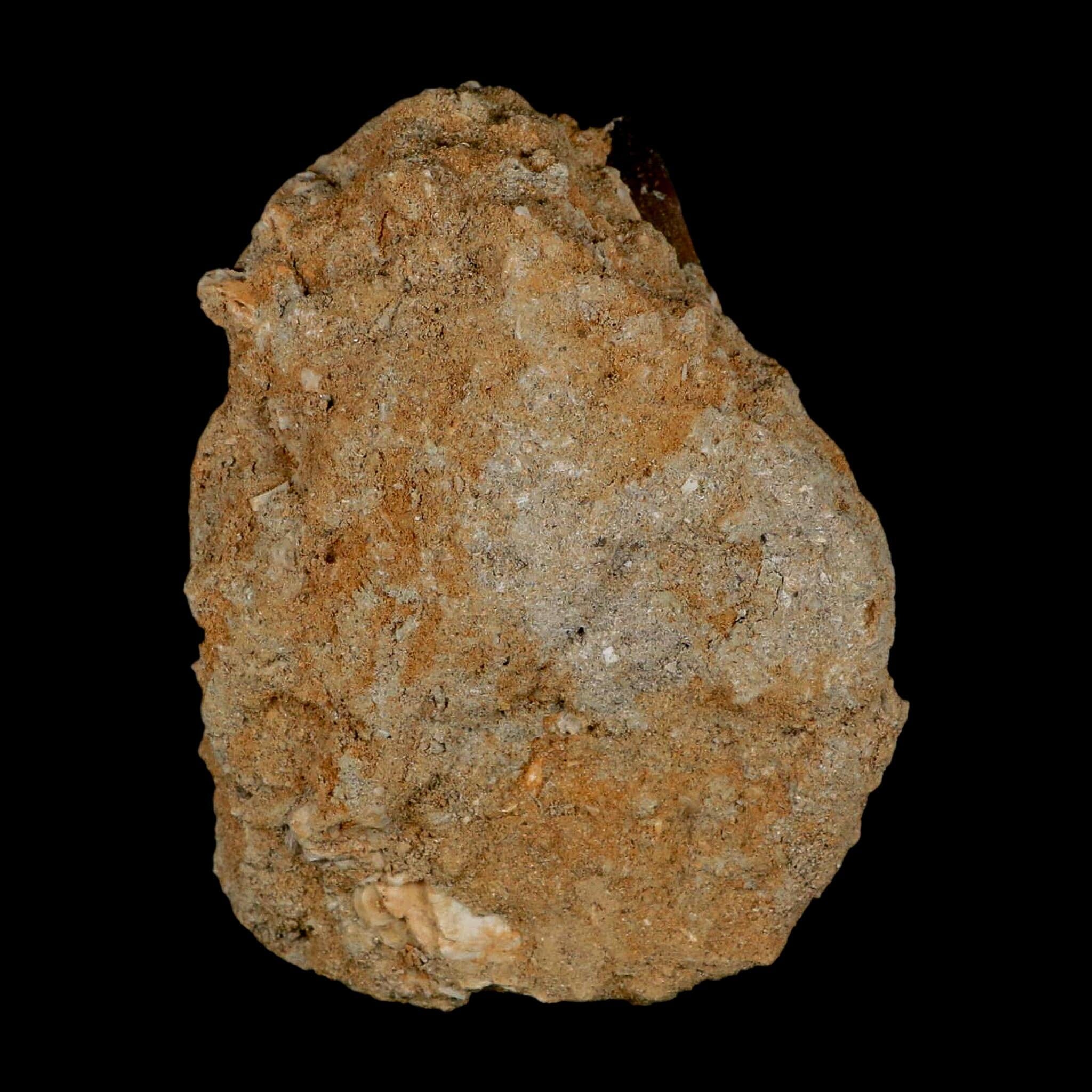 1.6" Mosasaur Prognathodon Fossil Tooth In Matrix Cretaceous Dinosaur Era COA - Fossil Age Minerals