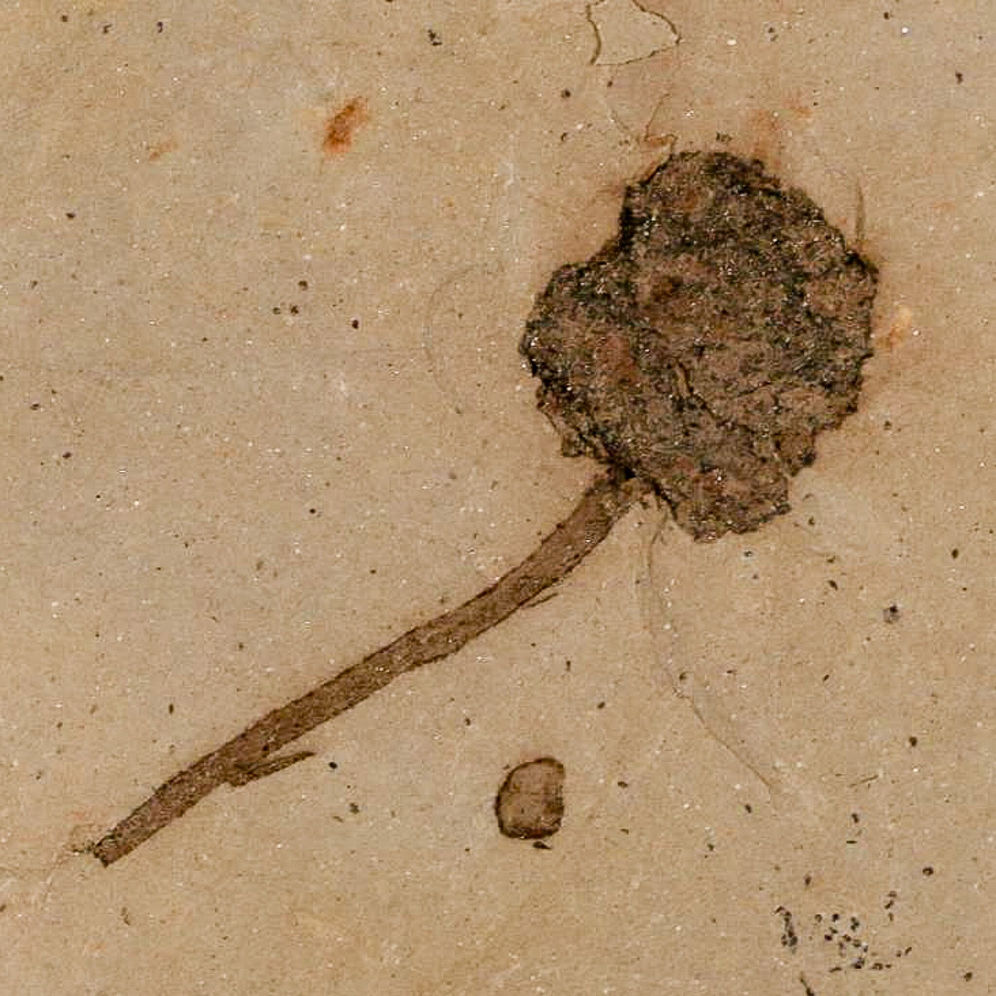 1.6" Rare Fossil Pistillate Cone Metasequoia Dawn Redwood Oligocene Age MT COA - Fossil Age Minerals