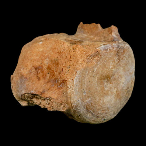 3.3" Basilosaurus Vertebrae Fossil Prehistoric Whale 34 Mil Yrs Old Late Eocene COA - Fossil Age Minerals