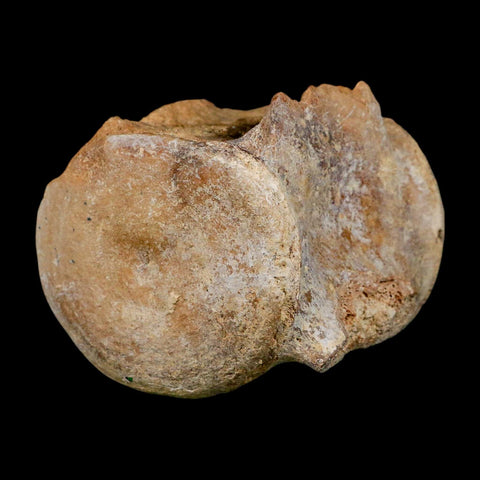 3.3" Basilosaurus Vertebrae Fossil Prehistoric Whale 34 Mil Yrs Old Late Eocene COA - Fossil Age Minerals