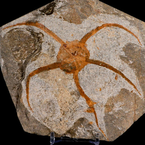 5.1" Brittlestar Ophiura Sp Starfish Fossil Ordovician Age Morocco COA & Stand - Fossil Age Minerals