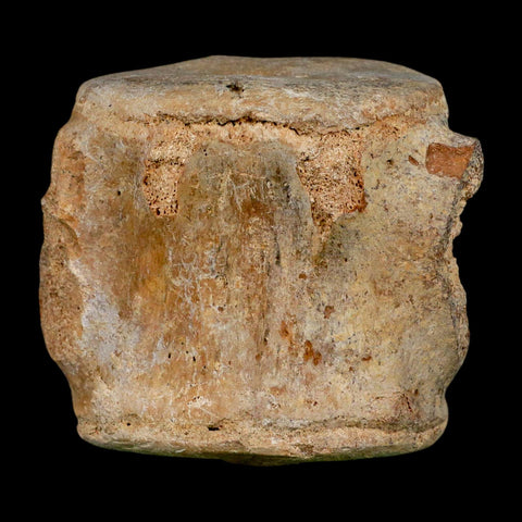 3.3" Basilosaurus Vertebrae Fossil Prehistoric Whale 34 Mil Yrs Old Late Eocene COA - Fossil Age Minerals