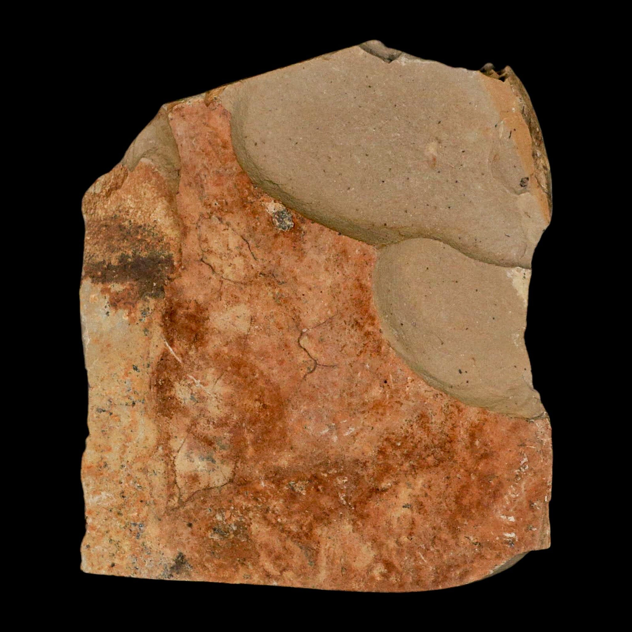 1.6" Rare Fossil Pistillate Cone Metasequoia Dawn Redwood Oligocene Age MT COA - Fossil Age Minerals