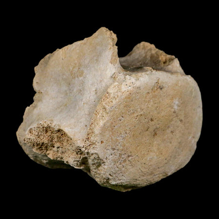 3.5" Basilosaurus Vertebrae Fossil Prehistoric Whale 34 Mil Yrs Old Late Eocene COA