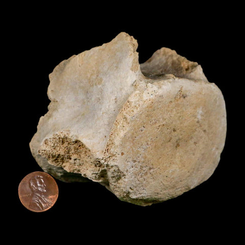 3.5" Basilosaurus Vertebrae Fossil Prehistoric Whale 34 Mil Yrs Old Late Eocene COA - Fossil Age Minerals